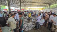 rubel-news-pic-fish1.jpg