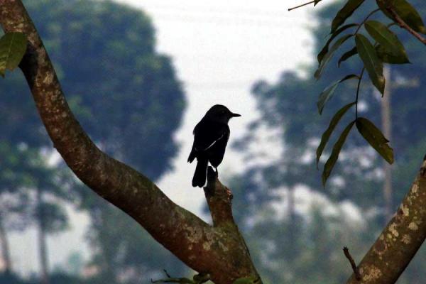 গাছের ডালে পাখির বিশ্রাম নেয়া