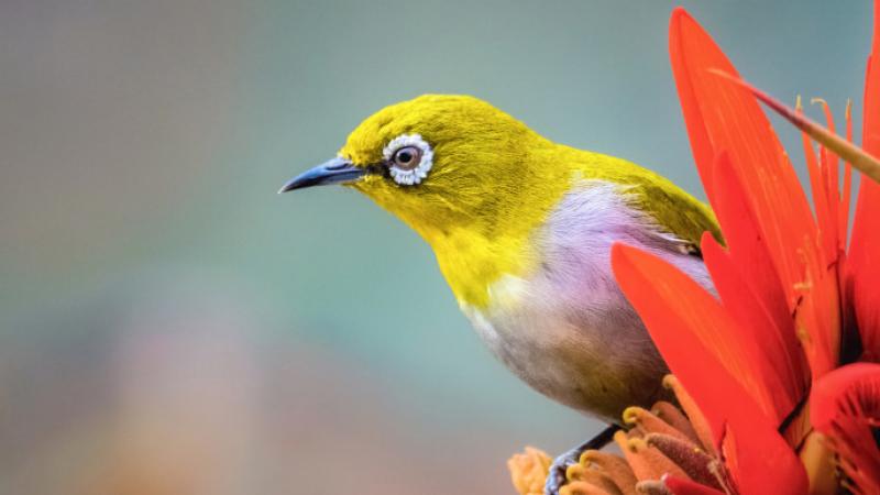 অপরূপ রূপের অধিকারী পাখিটির নাম  উদয়ি ধলা চোখ / বাবুনাই / শ্বেতাক্ষী । চোখের চারদিক ঘিরে সাদা বলয় দেখে মনে হয় যেন চশমা পরে আছে। তাই তো চশমা পাখি বা চশমা টুনি নামেও পরিচিত এরা। ইংরেজি নাম হোয়াইট আই (White Eye) বা ওরিয়েন্টাল হোয়াইট আই (Oriental White Eye)। পরিবার জোস্টারোপিডি (Zosteropidae) ও বৈজ্ঞানিক নাম Zosterops palpebrosus।