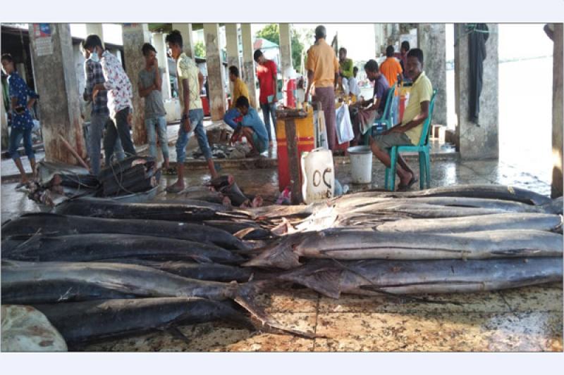 ঝাঁকে ঝাঁকে ধরা পড়ছে বিরল প্রজাতির পাখি মাছ