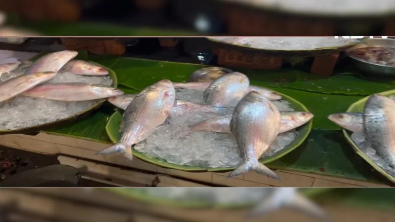 বাংলাদেশ থেকে রফতানি বন্ধ, ভারতে ইলিশ নিয়ে ‘হাহাকার’