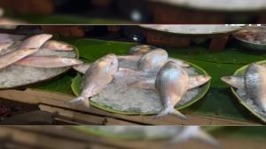 বাংলাদেশ থেকে রফতানি বন্ধ, ভারতে ইলিশ নিয়ে ‘হাহাকার’