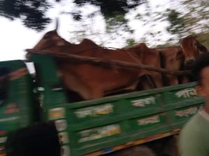 নাইক্ষ্যংছড়িতে চোরাইপথে আসা ২০ গরুসহ ১ ট্রাক সুপারী জব্দ