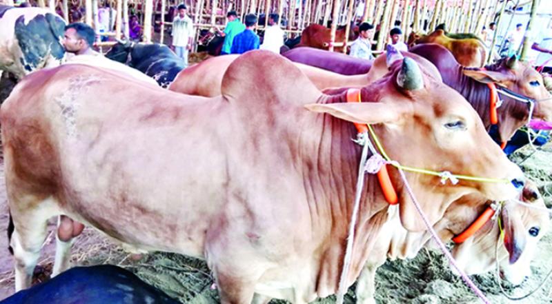 জেলায় ১ লাখ ৭০ হাজার কোরবানির পশু মজুদ