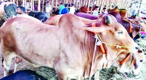 জেলায় ১ লাখ ৭০ হাজার কোরবানির পশু মজুদ