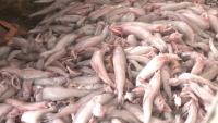 fish-pic-2.jpg
