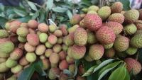 fruits.jpg